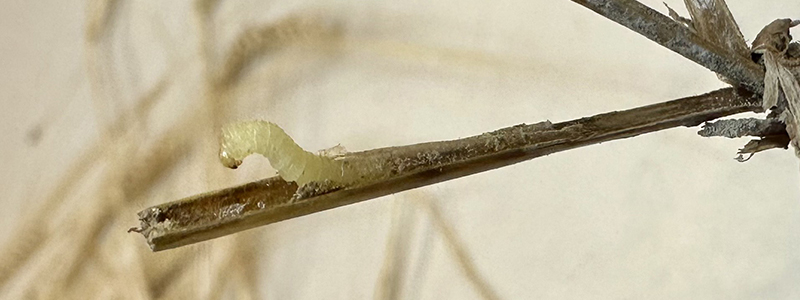 emerging sww sawfly