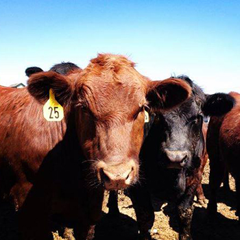 close up of two cows with tagged ears