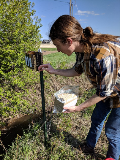 Student inspects a trap nest for wasps