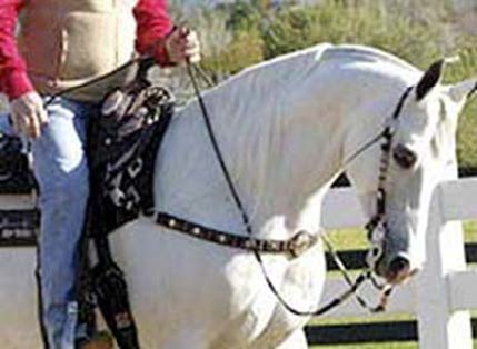 A white horse with a rider holding reins in both hands