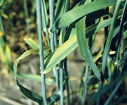 yellow streaks on a barley leaf