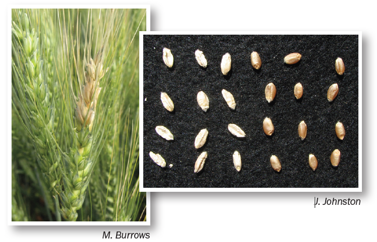 an assortment of wheat kernels with some discolored due to head blight