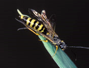A striped yellow and black sawfly is on a leaf.