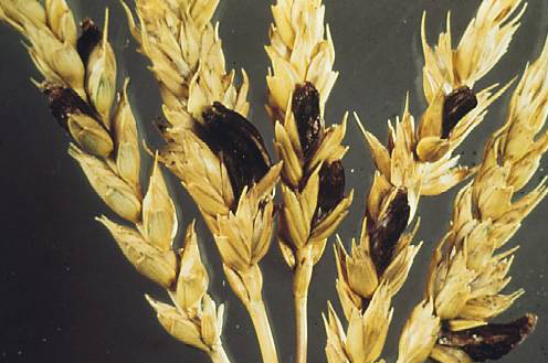 In wheat seed heads where kernals should be, the ergot bodies are black and misshapen.