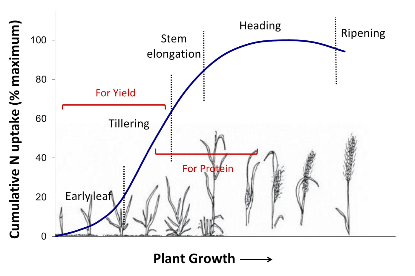 a line graph showing how nitrogen intake affects plant growth