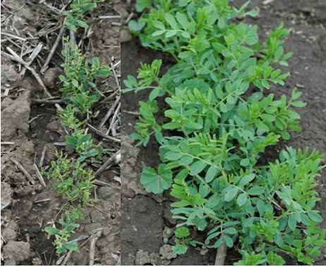 A side-by-side comparison of lentils damaged by herbicide and lentils that were untreated. The herbicide damaged lentils are significantly smaller and have scraggly growth.