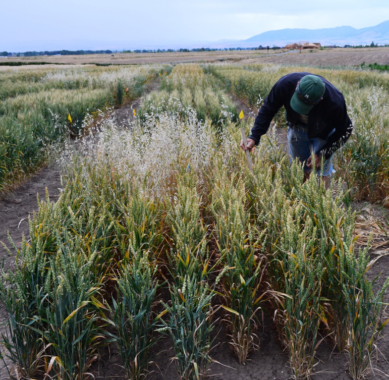 A person bends over a test patch of wheat with a significant amount of wild oats visible growing out of the patch.