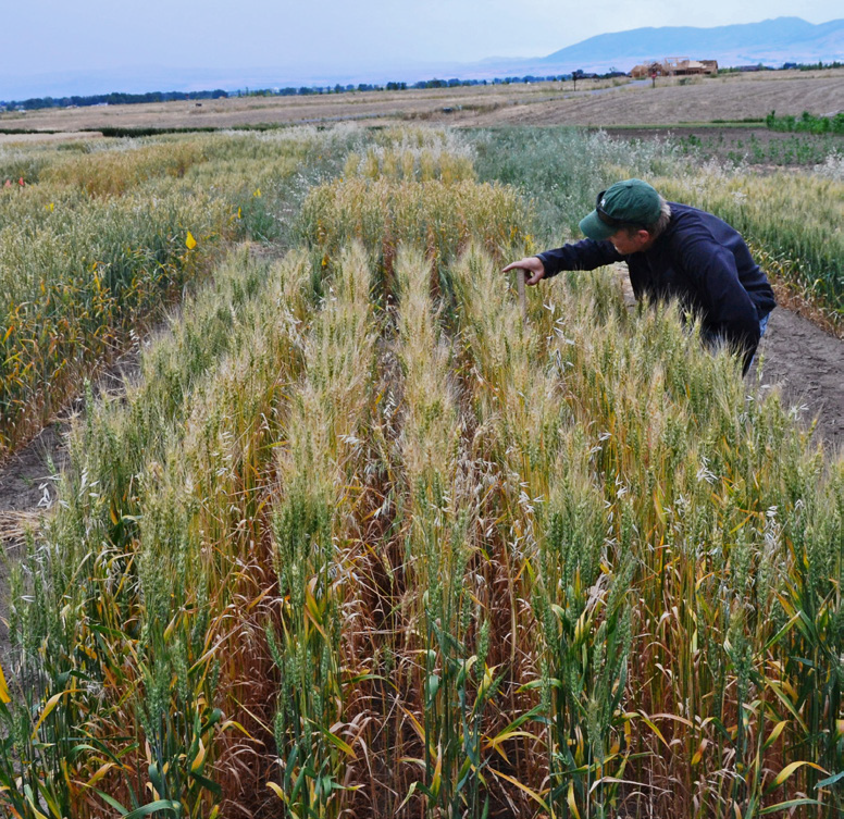 A person looks closely at a test patch of wheat with no visible wild oats growing in of the patch.