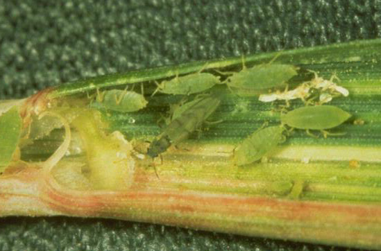 small soft-bodied green insects eating a leaf