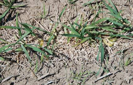 snow mold weakening the plants