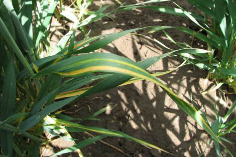 a yellow stripe on a leaf