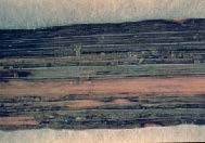 Black and brown linear streaks with little-to-no green define this segment of leaf with bacterial stripe.