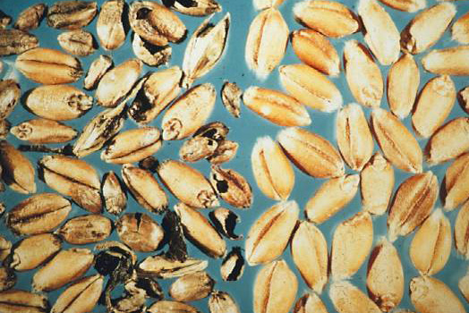 side-by-side groups of kernels show healthy golden kernels and those infected with bunt spores which are spotted with black.