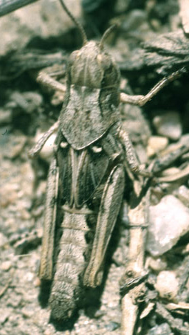 The clearwinged grasshopper is brownish grey and blends into gravel and dirt