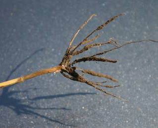 A plant root crown that appears to be brown and fuzzy. The lower stem above the root crown is also darker than the stem.