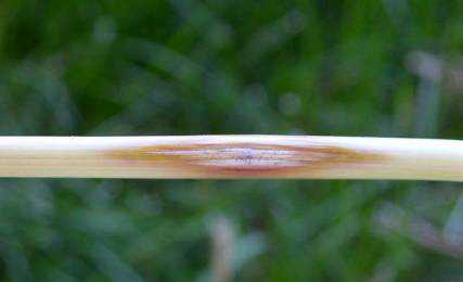 a tan stalk with an elliptical discoloration that is darker around the edges and lighter in the middle.