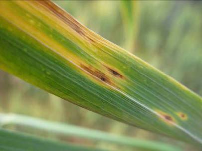 A segment of a green leaf with yellow striation and small brown oval spots with darker brown centers and yellow rings.