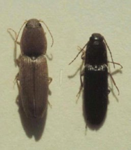 Photograph showing two adult wireworm beetles side by side on a light background, one brown and one black, both viewed from above.