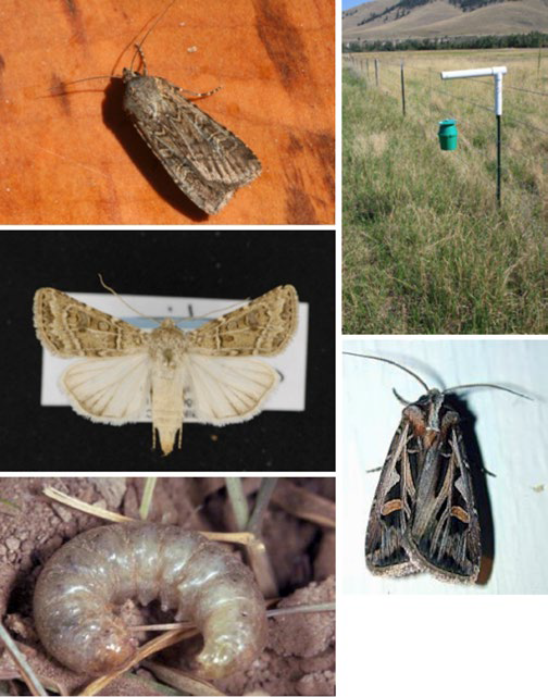 Collage of cutworm related images: top left, a brown moth resting on a surface; top right, a green insect trap mounted on a post in a grassy field; center, a pinned moth specimen with wings spread; right, a dark moth on a white surface; bottom left, a curled pale grub in soil.