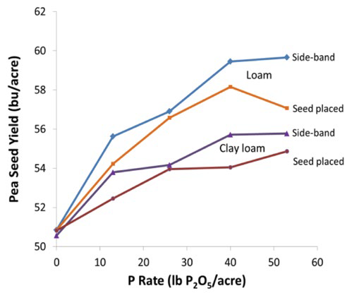 Line graph showing pea seed yield in bushels per acre versus phosphorus rate (lb P₂O₅ per acre). Yields increase from about 50 to near 60. Lines labeled Loam side‑band, Loam seed placed, Clay loam side‑band, and Clay loam seed placed.