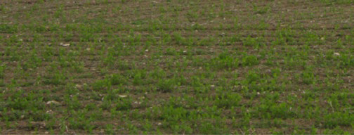 Wide photograph of an agricultural field with uneven, patchy green plant growth across bare soil.