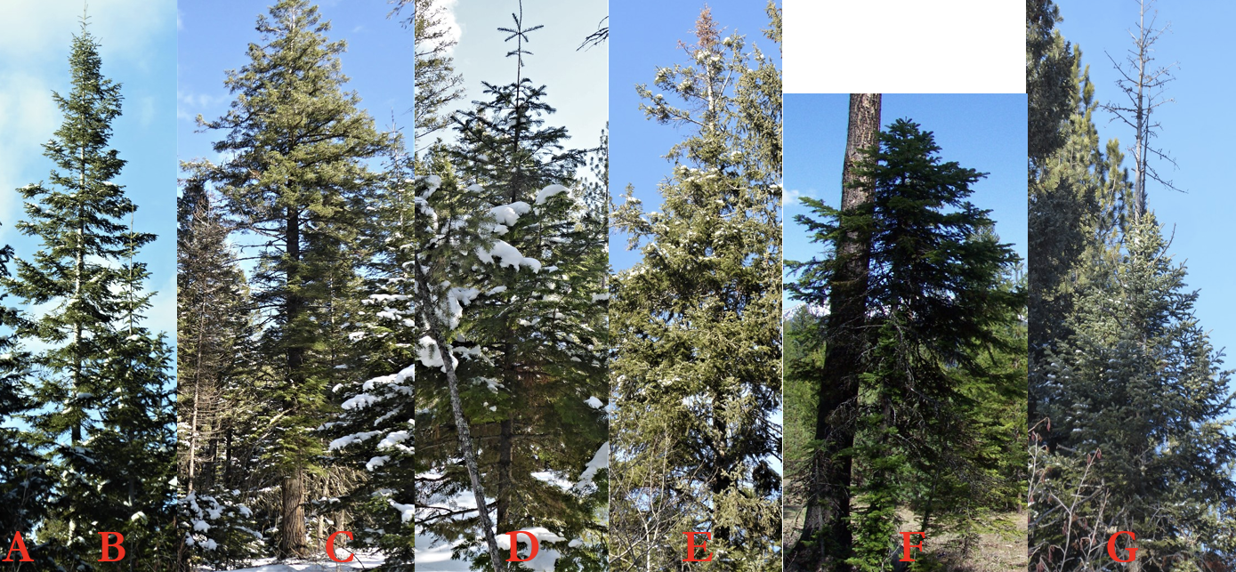A horizontal composite of seven photos, labeled A through G, depicting various conifer trees in different structural and health states. The image labeled A is a tall, slender evergreen with a very sharp, pointed top and light snow on its branches against a clear sky. The image labeled B is a large, mature conifer with a thick, straight trunk and a broad, symmetrical canopy. A image labeled  C is a close-up view of evergreen branches heavily laden with thick, patches of snow. The image labeled D is a tree with a "spike top" or dead leader, where the top few feet are bare wood. The image labeled E is a dense evergreen growing very close to the massive, dark bark of a much larger tree trunk. The image labeled F is a healthy, dark evergreen with a full, lush canopy extending nearly to the ground. The image labeled G is a tree in severe decline or dead, with a skeletal, top and only a small amount of foliage remaining on the lower branches