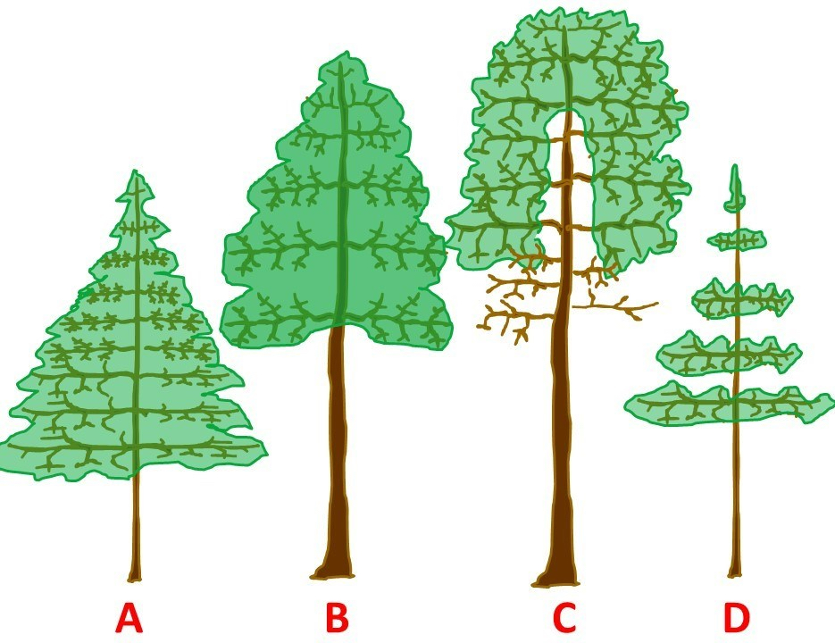 A horizontal digital illustration of four tree crown models labeled A through D, demonstrating different levels of foliage density and vertical distribution. The image labeled A is a wide, full-skirted triangular crown with dense foliage reaching almost to the base of the trunk. The image labeled B is a tall, standard triangular crown with a clear section of bare trunk visible at the bottom. The image labeled C is a large, rounded crown where the foliage is concentrated at the top and sides, leaving the interior branches near the trunk bare.  D: A very sparse and "lacy" crown with significant gaps between thin layers of foliage along a slender trunk.