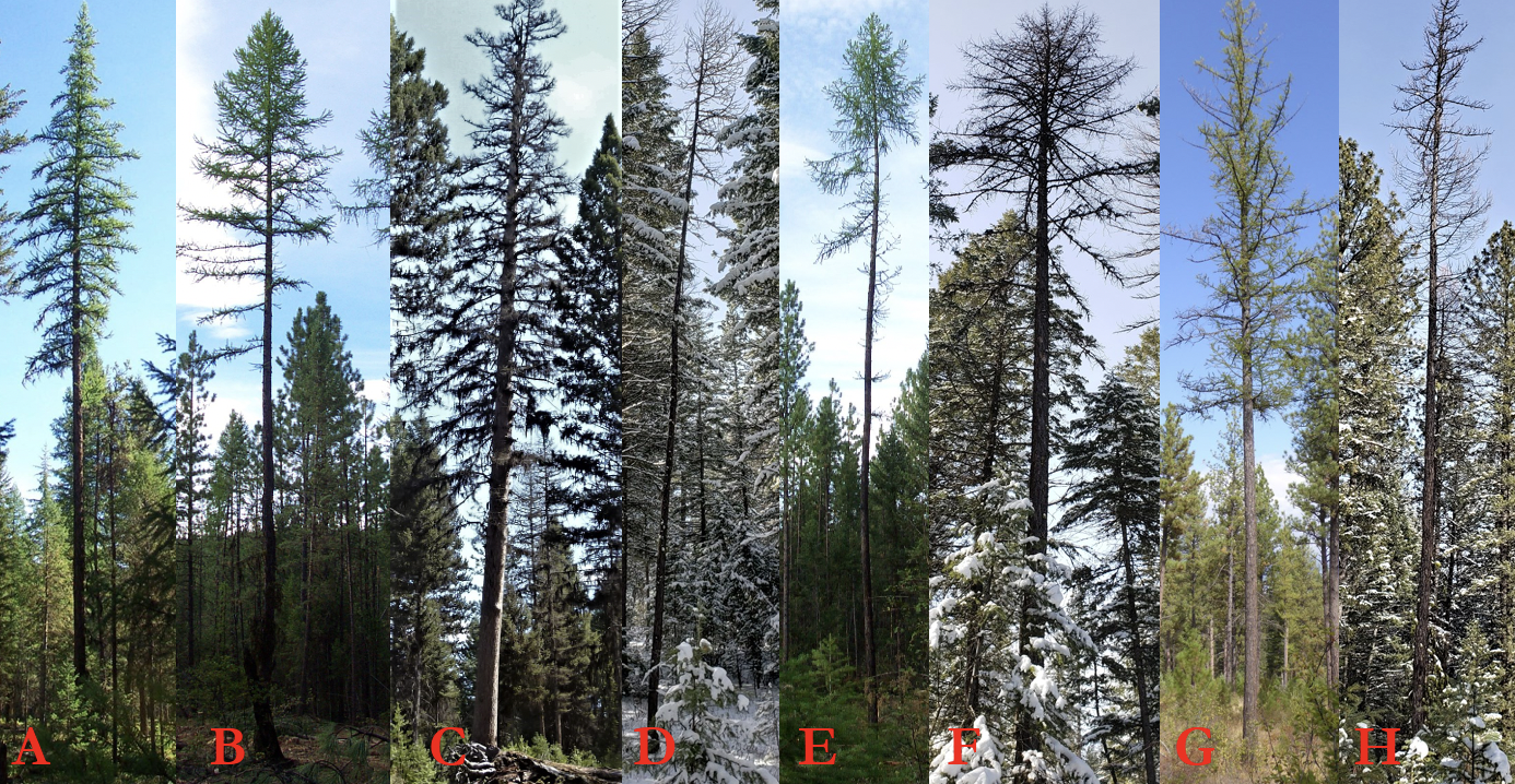 A composite image featuring eight vertical panels, labeled A through H, each showcasing a tall, slender conifer tree in various stages of health and seasonal conditions. Panels labeled A, B, and E display trees with relatively healthy, needle coverage against clear or lightly clouded skies.  Panels labeled C and G show trees with thinner, sparser foliage, appearing somewhat stressed or deciduous. Panels labeled D, F, and H feature trees in winter or dormant states; D and H show snow-covered ground and surrounding evergreens, while the primary trees appear to have bare or dead branches