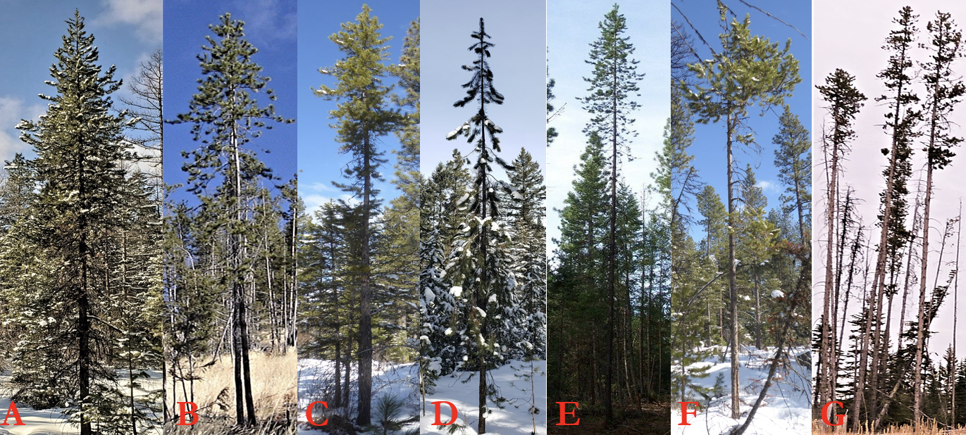 A composite image featuring seven vertical panels, labeled A through G, showcasing various conifer trees in different stages of health and seasonal environments. The panels labeled A, D, and F feature trees in snowy winter settings. Panel labeled A shows a full, dense evergreen; Panel labeled D shows a sparser tree with heavy snow on the branches; and panel labeled F highlights a thin tree with a small cluster of needles at the top. Panels labeled B, C, and E display trees during warmer or clearer weather. Panel labeled E shows a very tall, healthy specimen with a full crown, while panel labeled B and C show trees with more irregular or thinning branch patterns.  Panel labeled G shows a group of three very tall, spindly trees with almost no lower branches and very little foliage at the top, suggesting significant dieback