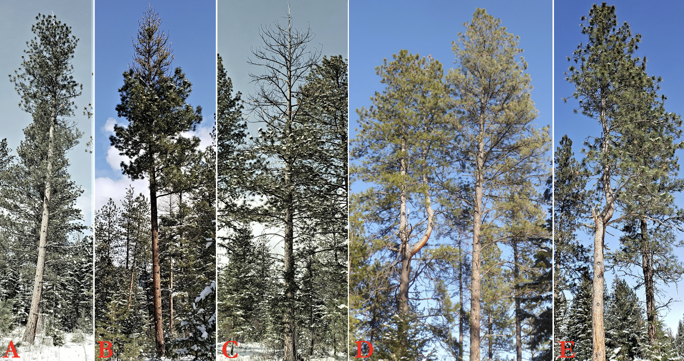 A side-by-side photo collage of five tall pine trees labeled A through E at the bottom. Each panel shows a different tree shape against a forest background and sky. Tree A is tall and narrow with a sparse crown near the top. Tree B has a dense cluster of branches and needles concentrated in the upper portion. Tree C has a mostly bare upper structure with thin branches and few needles. Tree D shows two tall pines with fuller crowns and spreading branches near the top. Tree E has an uneven crown with scattered branches and patches of needles