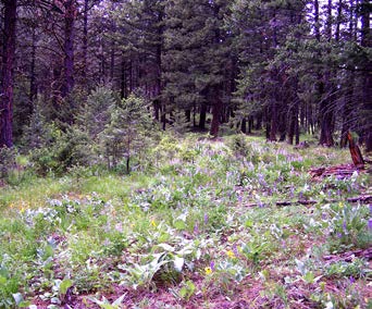 The 10-20-year-old opening in a forest image shows a treeless opening surrounded by conifer forest containing abundant grasses, flowering plants, and young shrubs. Mature trees form a canopy in the background. 
