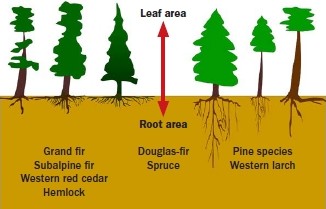 Illustration comparing root and leaf area among climax and pioneer conifer species. On the left, grand fir, subalpine fir, western red cedar, and hemlock are named suggesting they have denser canopies and shallower root systems. Douglas-fir and spruce are named in the center indicating intermediate leaf and root area. On the right, pine species and western larch are named, indicating more open canopies and deeper, more extensive root systems. 