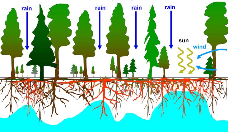 Cross-sectional diagram of a forest ecosystem showing trees of varying sizes, root systems, groundwater, and environmental influences on water use. Different arrows indicate rain, sun and wind in different densities of forest. Root networks of standing and harvested trees extend into the soil and connect to a blue groundwater layer beneath the surface, which undulates like a wave. 