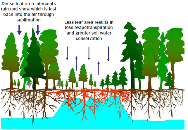 Cross-sectional diagram comparing dense and open “patch cut” forest conditions. The patch cut has smaller trees further apart, resulting in less evapotranspiration and greater soil water conservation, where as the larger, dense trees intercept rain and snow from hitting the ground and is lost to sublimation. Below ground, the effect of being a snow and rain collector is evident in the spike of blue groundwater underneath the patch cut area compared to the lower levels of groundwater beneath the surrounding dense forest. 
