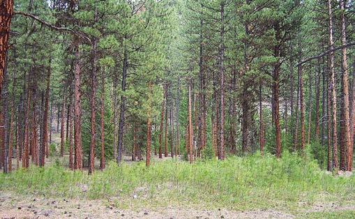 Photo of an opening in a dense forest with understory growth. 