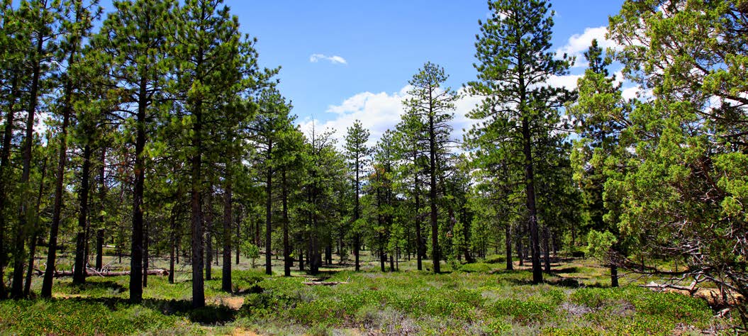 a wide-angle photo of a forest with trees that are mature but not very dense.