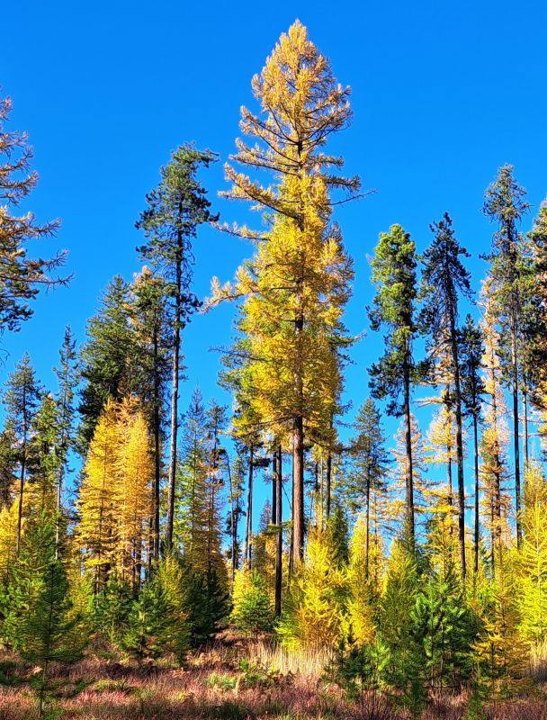 Photograph of a conifer forest in the fall with a wide variety of tree heights. Some trees have yellow needles because they are larch, or tamarack, trees, which loose their needles every year..