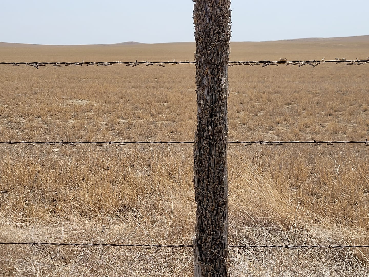 Grasshoppers West of Brockway