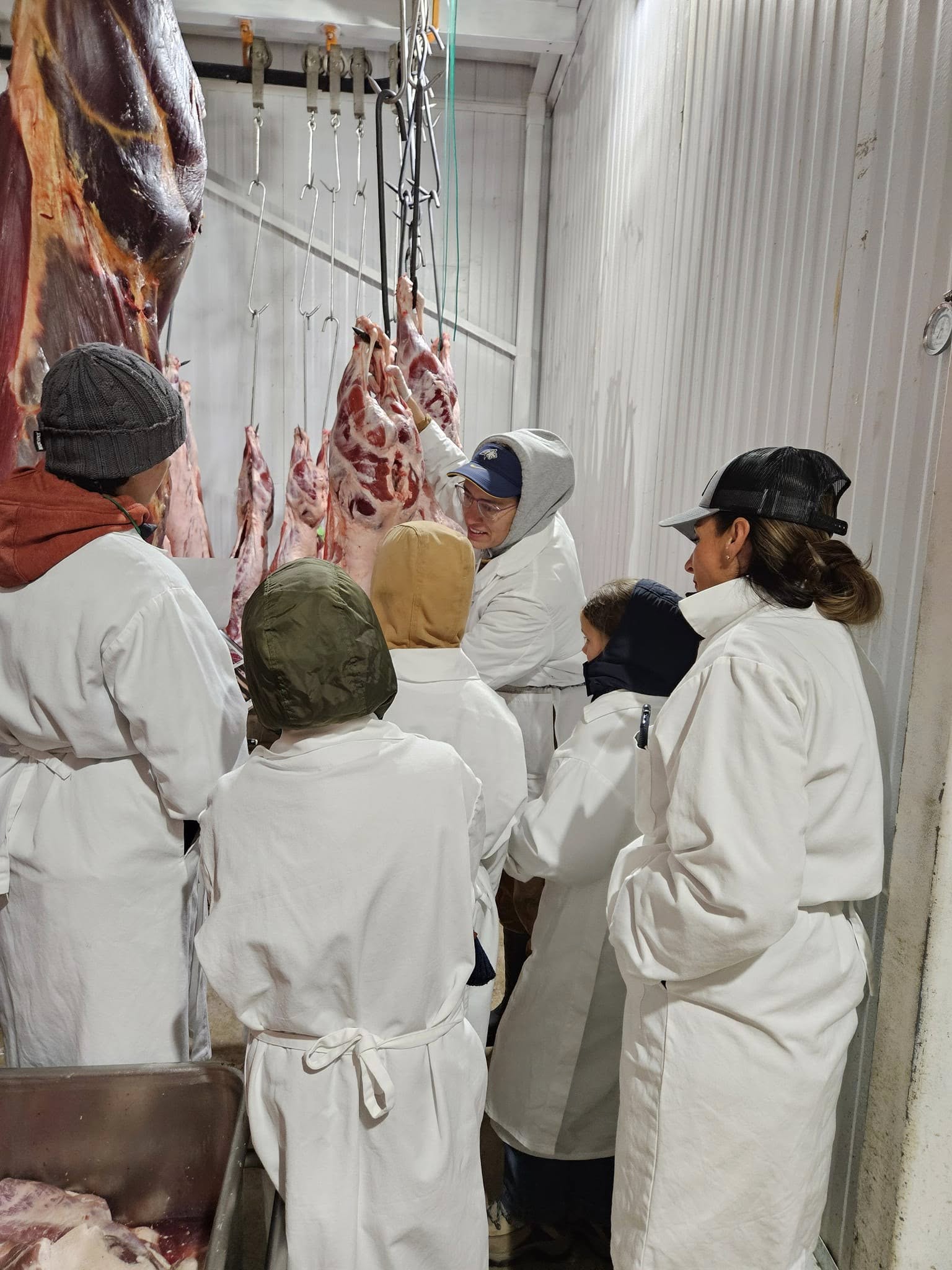 Sanders County Carcass Grading for 4-H members