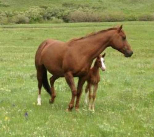 4-H Horse Project