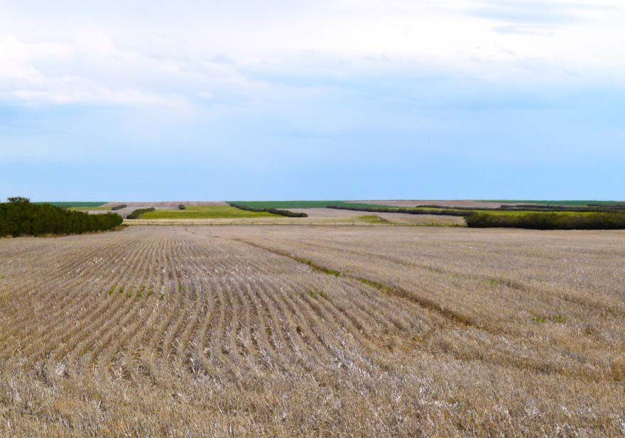 Figure 4. Well-spaced single-row crop windbreaks.