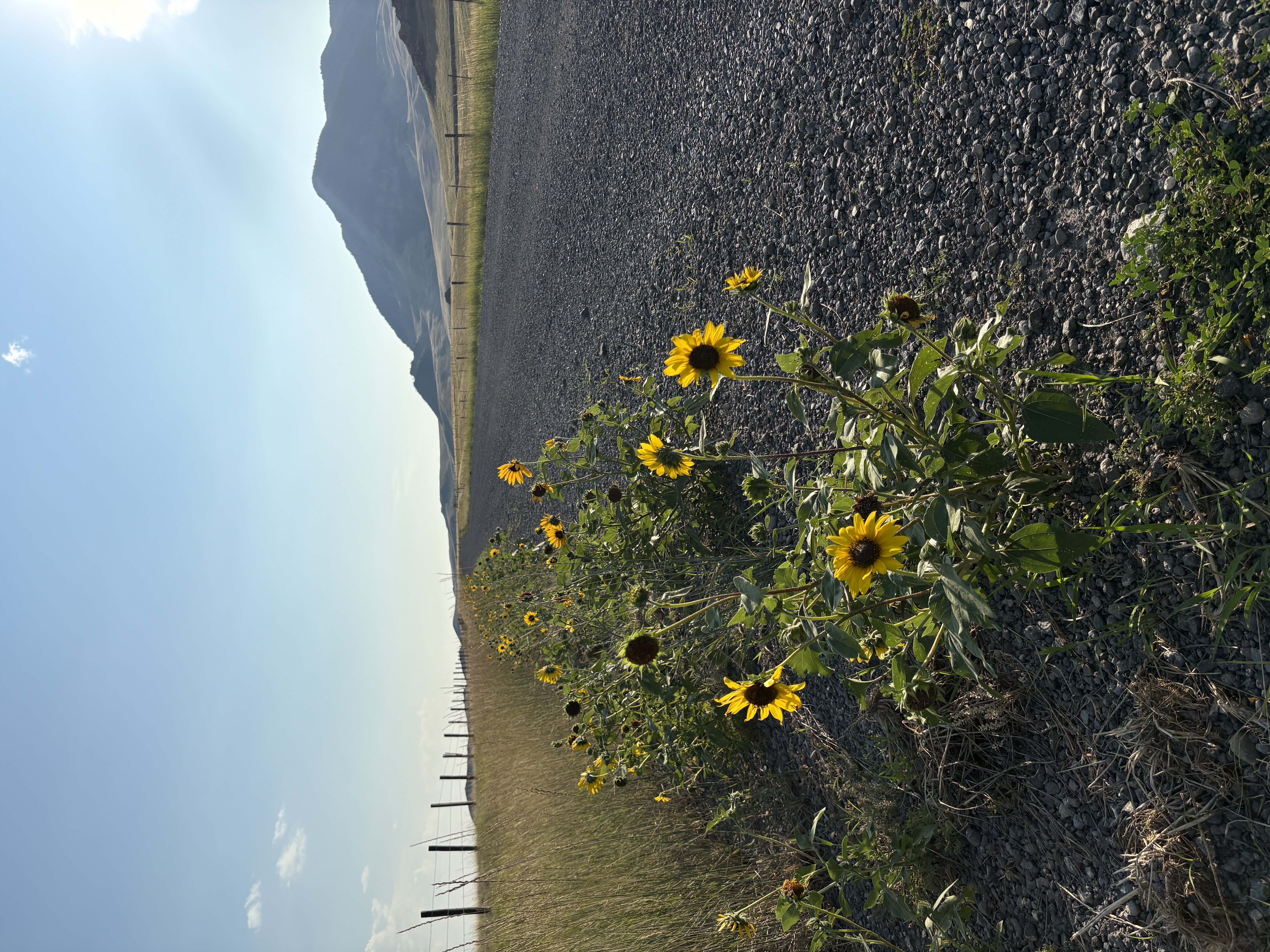 Sunflowers and the Highwood Mountains frame a dirt road in Judith Basin Co. A dirt road lined with sunflowers in Judith Basin County runs along the base of the Highwood Mountains