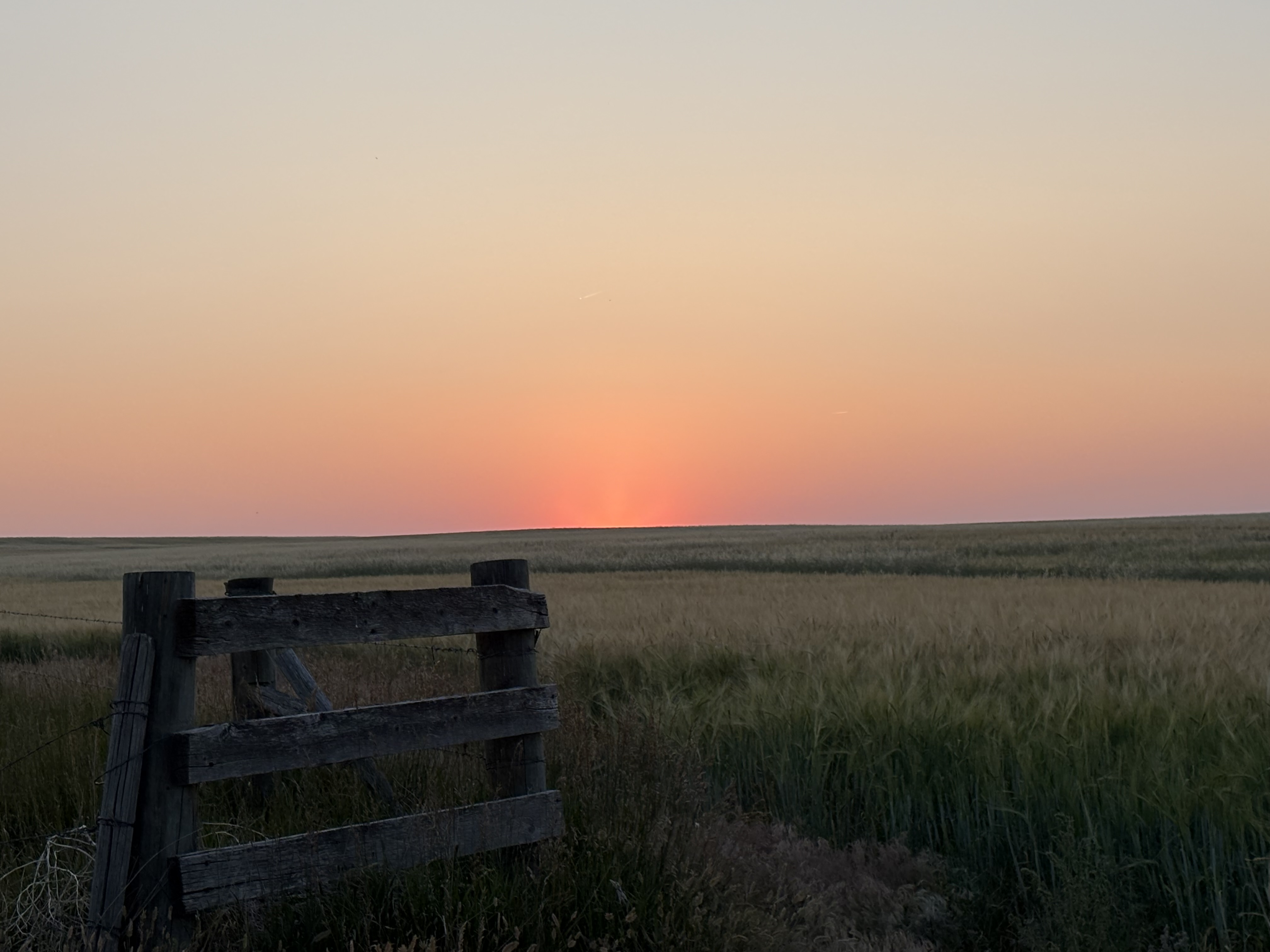 Sunset in Judith Basin County Purple and red sunset skies are the backdrop for a field of golden barley and a wooden fence in Judith Basin County Montana