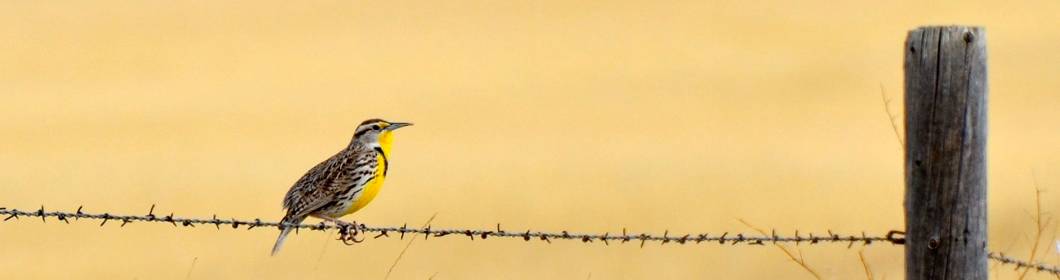 meadowlark banner