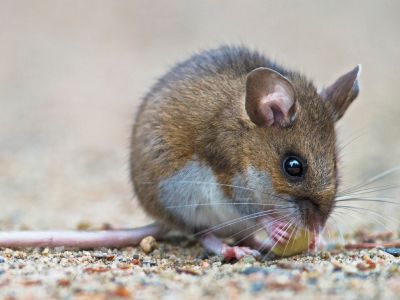 A brown and white mouse nibbles on a piece of food. Photo: adobe stock