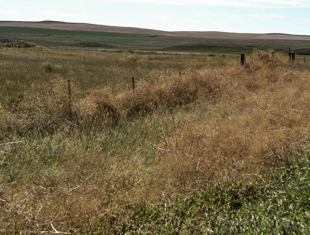 Brown bushes of babys breatth caught along every inch of a short fence.