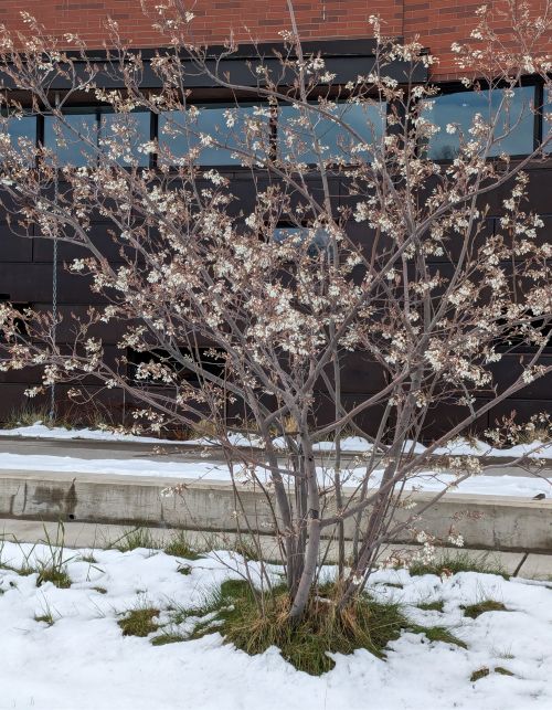 A bush is in bloom and there is snow on the ground