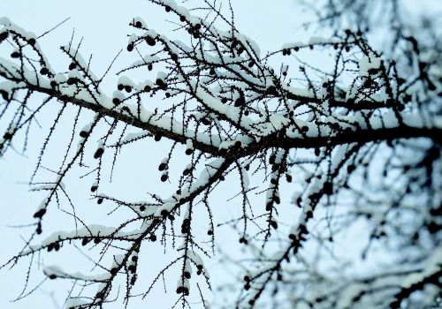 A branch covered in snow looks to have leaf buds and last season's berries.
