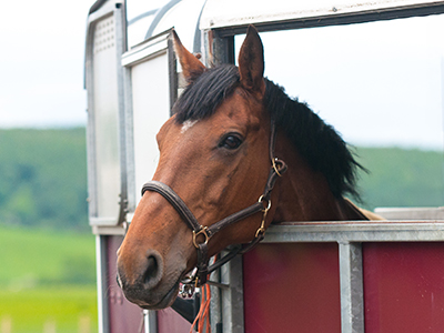 A horse sticks its head out of the side of a horse trailer.