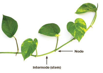 A section of plant with heart-shaped leaves that are evenly spaced along the length of stem. An arrow points to the place where the leaf stem meets the main stem to show it is a node. An arrow points to the section of main stem between two nodes to show it is the internode.
